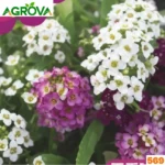 Sweet Alyssum Flower Seeds সুইট অ্যালিসাম ফুলের বীজ 569