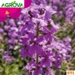 Sweet Rocket Flower Seeds সুইট ডেম'স রকেট ফুলের বীজ 571