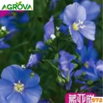 Blue Flax Flower Seeds নীল ফ্ল্যাক্স বা অতসী ফুল বীজ 572