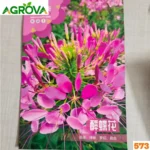 Spider Flower Seeds হুড়হুড়িবা বা পিউম ফুল বীজ 573