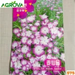 Dianthus or Corn Cockle Flower Seeds ডায়ান্থাস কর্ন ককল ফুল বীজ 575