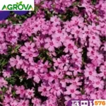Creeping Phlox Flower Seeds ফ্লক্স ফুল বা ক্রিপিং ফ্লক্স বীজ 576