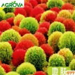 |Multi Color Kochia Plant Seeds কোচিয়া বীজ 577