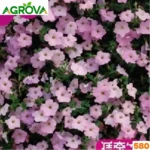 Petunia Flower Seeds পিটুনিয়া বীজ 580