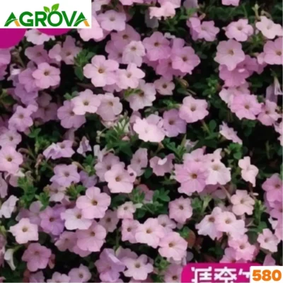 Petunia Flower Seeds পিটুনিয়া বীজ 580