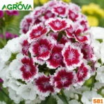 Sweet William Flower Seeds সুইট উইলিয়াম বীজ 581