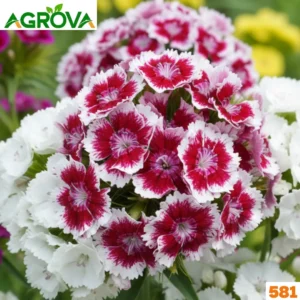 Sweet William Flower Seeds সুইট উইলিয়াম বীজ 581