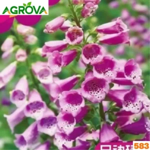 Foxglove Flower Seeds ফক্সগ্লাভ বীজ 583