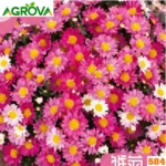 Marguerite Daisy Flower Seeds ডেইজি চন্দ্রমল্লিকা বীজ 584