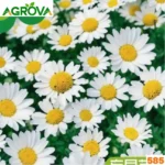 White Daisy Seeds সাদা ডেইজি বীজ ৫০০ পিস 585