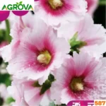 Hollyhock Flower Seeds হলিহক বীজ ২০০পিস 587