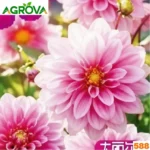 Dahlia Flower Seeds ডালিয়া বীজ 588
