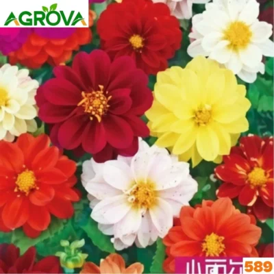 Miniature Dahlia Mix ক্ষুদ্রাকার ডালিয়া মিশ্রণ ১০০ পিস 589