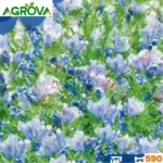 Bluebell Mix Flower Seeds ব্লুবেল মিক্স বীজ 590