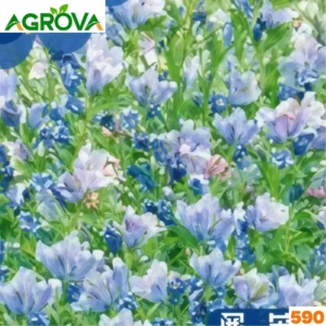 Bluebell Mix Flower Seeds ব্লুবেল মিক্স বীজ 590