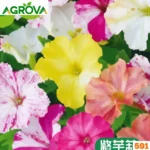 Mixed Four O'Clock Flower Seeds সন্ধ্যামণি বা সন্ধ্যামালতী মিশ্রণ বীজ 591