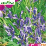 Iris Flower Seeds আইরিশ বীজ 592