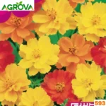 Cosmos Mix Flower Seeds কসমস মিশ্রণ বীজ 593