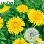 Dandelion Flower Seeds ড্যান্ডেলিয়ন বা পীতচুমকি ফুলের বীজ 594