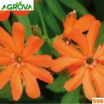Maltese Cross Flower Seeds ম্যাল্টেজ ক্রস কনকাম্বরী ফুল বীজ 596
