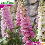 False Dragonhead Flower Seeds ফলস ড্রাগনহেড বীজ 597