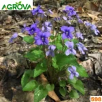Chinese Viola Flower Seeds ভায়োলা ফুল বীজ 598