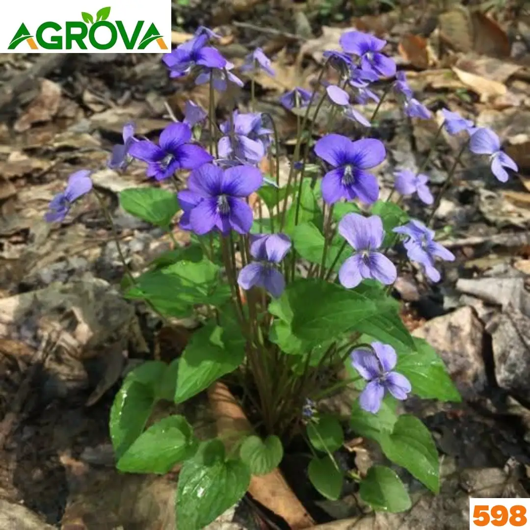 598 Chinese Viola Flower Seeds ভায়োলা ফুল বীজ 598 - Image 1