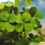 Four-leaf Clover Seeds চার পাতার ক্লোভার বীজ 500