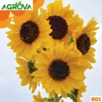 DWDF Sunflower Seeds বামন সূর্যমুখী বীজ 45 পিস 601