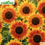 Bicolor Sunflower Seeds দ্বি-রঙা সূর্যমুখী বীজ 35 পিস 604