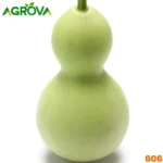 Giant Bottle Gourd বিশাল আকারের লাউয়ের বীজ (চাইনিজ জাত) ১০ পিস 606