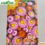Straw Flower Seeds স্ট্র-ফ্লাওয়ার বীজ  609
