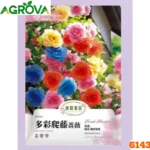 Multi Color China Rose 614