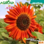 Orange Color Sunflower Seeds