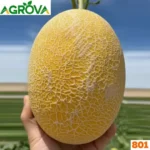 Honey or Hami Melon Seeds হামি বা রক মেলন বীজ - Image 2