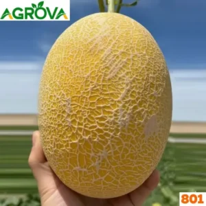 Honey or Hami Melon Seeds হামি বা রক মেলন বীজ
