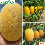 Honey or Hami Melon Seeds হামি বা রক মেলন বীজ - Image 3