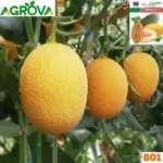 Honey or Hami Melon Seeds হামি বা রক মেলন বীজ - Image 4