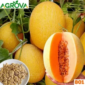 Honey or Hami Melon Seeds হামি বা রক মেলন বীজ