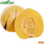 Pepino Melon Seeds পেপিনো মেলন - Image 2