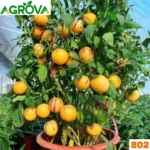 Pepino Melon Seeds পেপিনো মেলন - Image 3