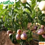 Pepino Melon Seeds পেপিনো মেলন - Image 4