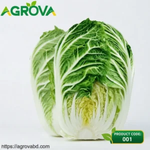 Winter Chinese Napa Cabbage Seeds