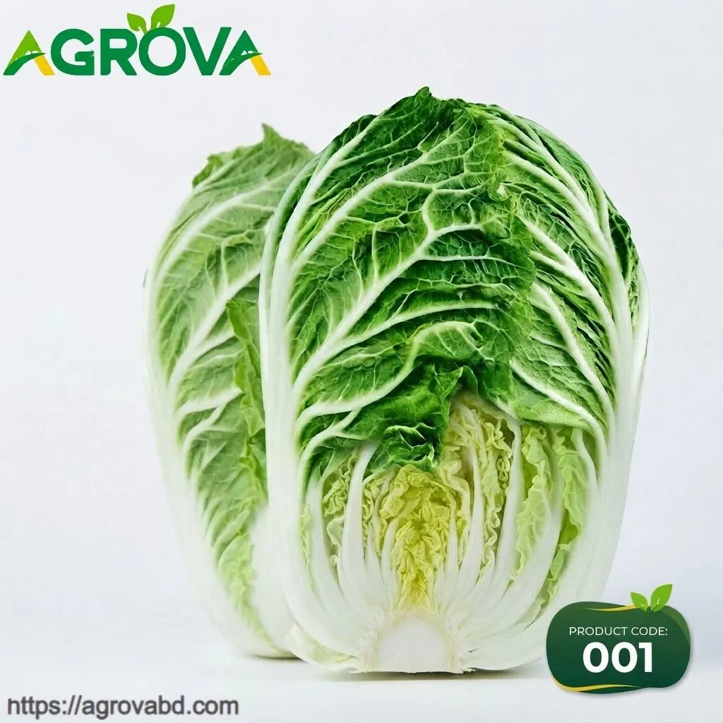Winter Chinese Napa Cabbage Seeds