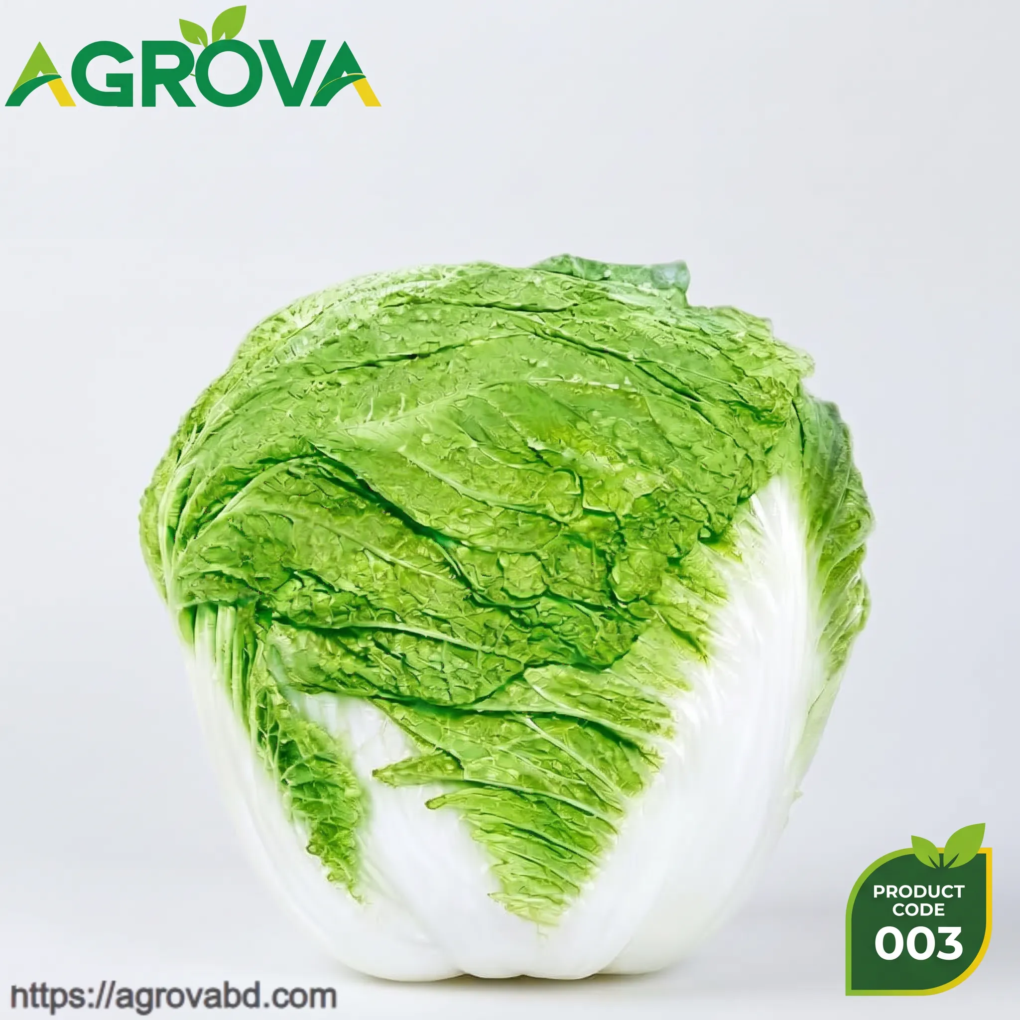 Chinese Cabbage Shandong Seeds