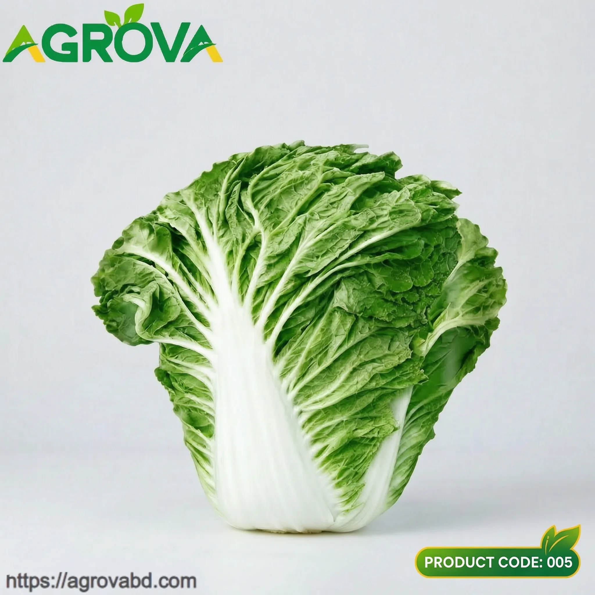 Chinese Cabbage Seeds Early Maturity