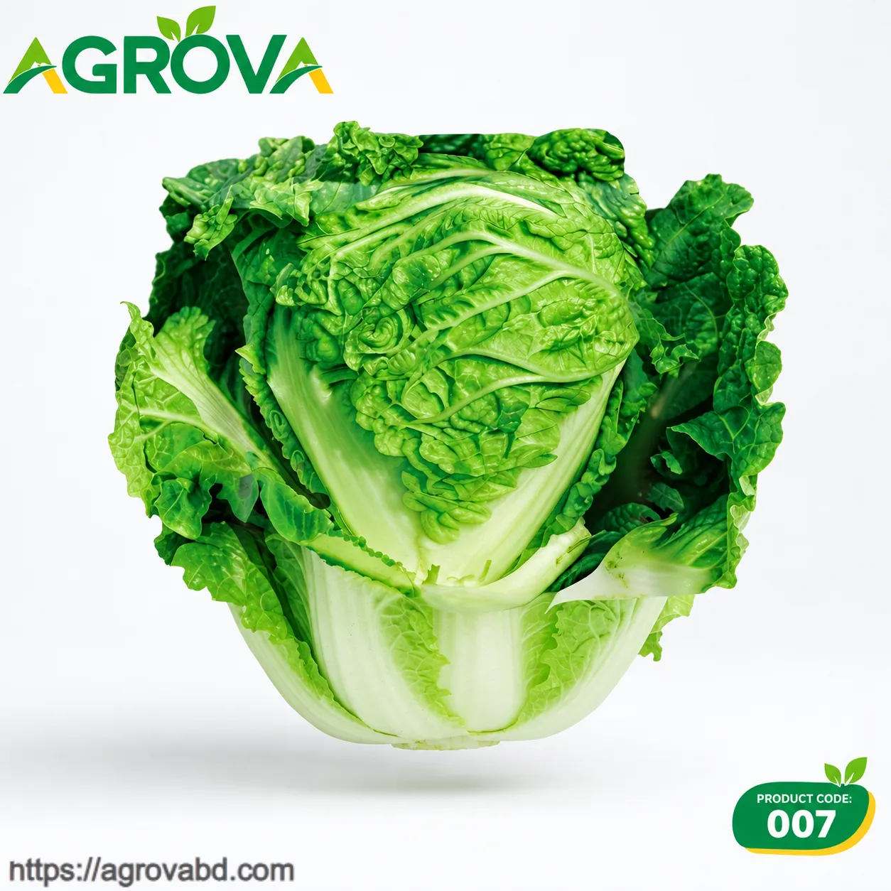 Wrinkled Leaf Hotpot Sweet Cabbage Seeds