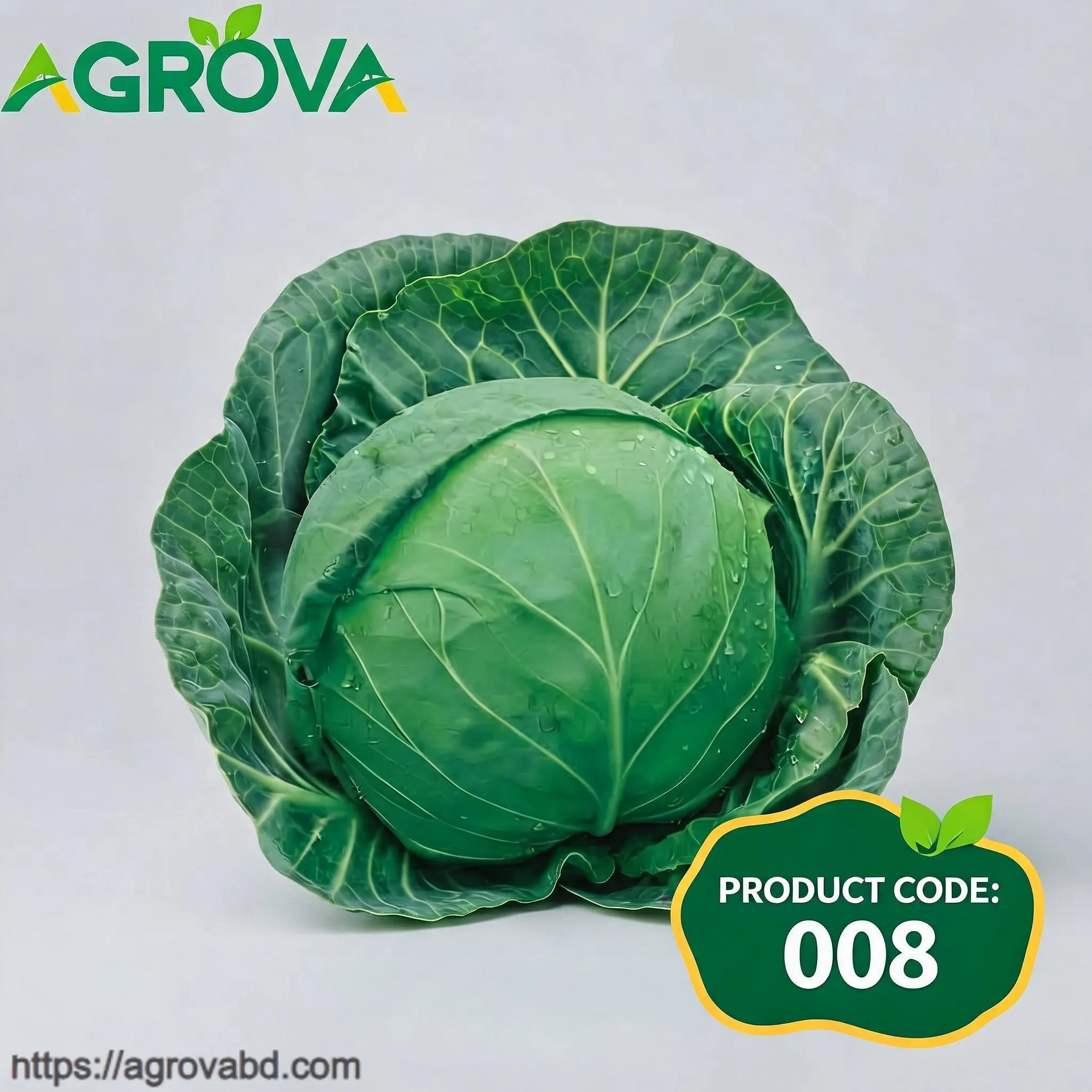 Green Empress Cabbage Seeds
