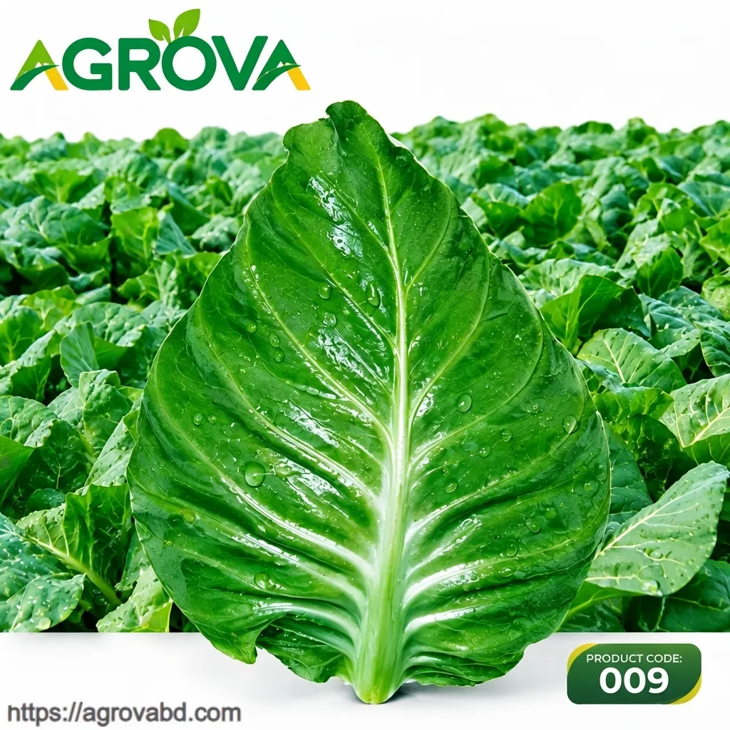 Beef Heart Cabbage Seeds