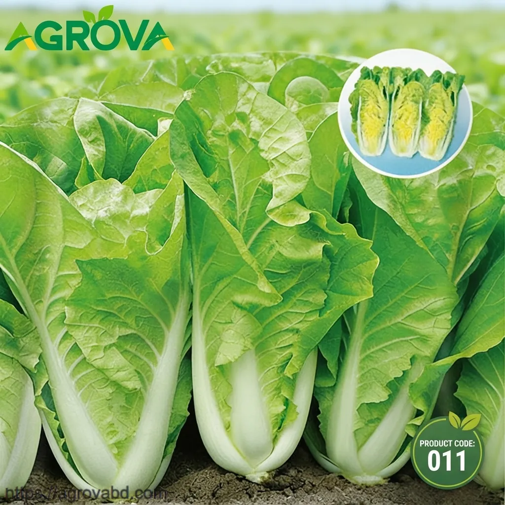 Chinese Cabbage Four Season Fast Vegetable Seeds